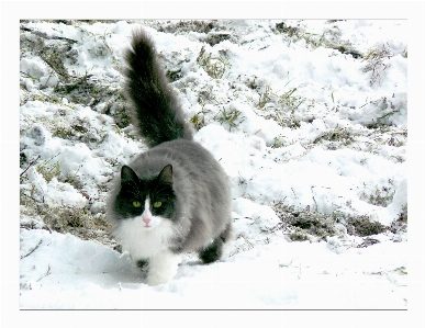 Foto Erba nevicare inverno bianco e nero
