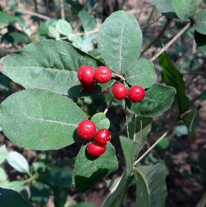 Tree plant fruit berry Photo