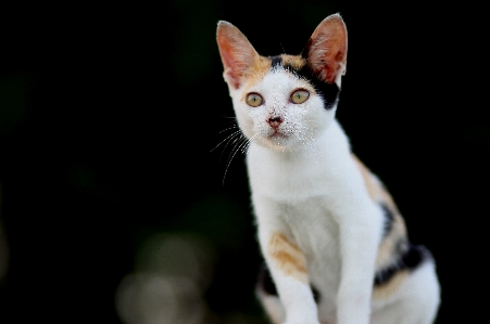 Foto Animale carino domestico pelliccia