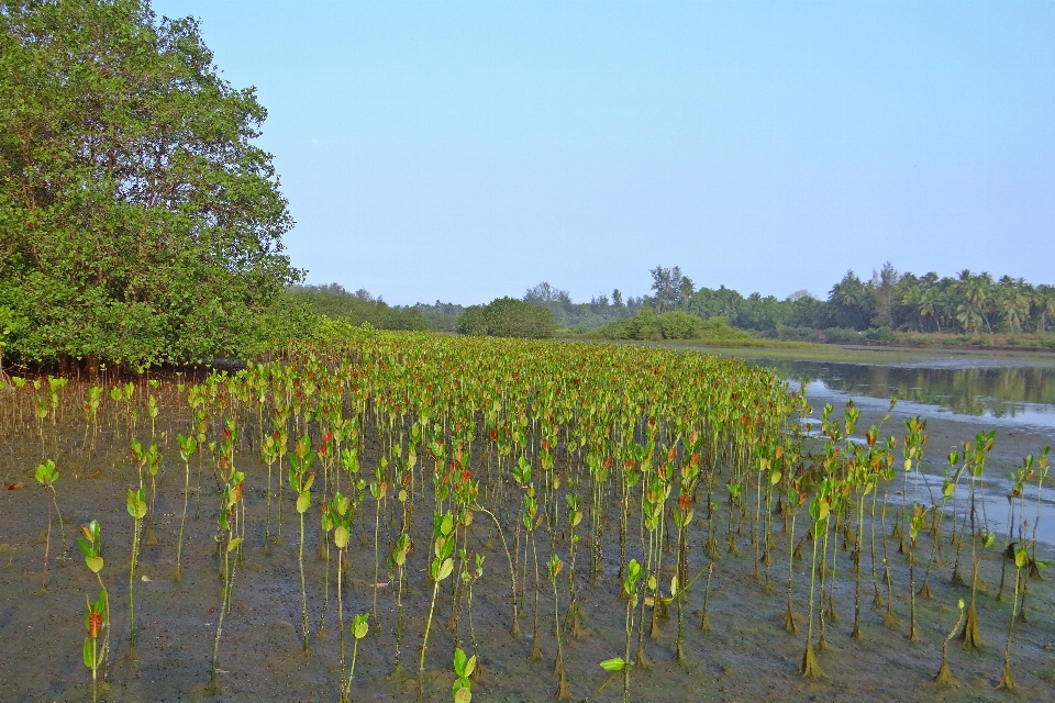 Pohon sungai kecil
 rawa
 rawa