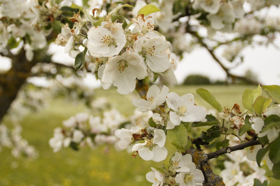 Tree branch blossom plant