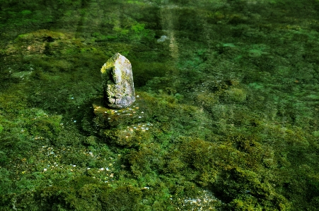 Tree water forest wilderness Photo