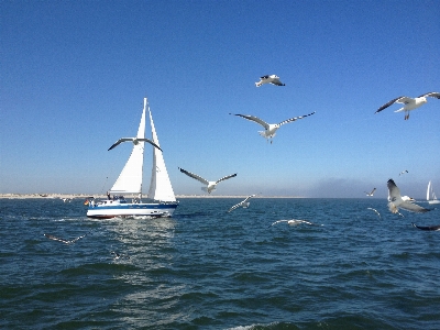 Foto Laut kapal angin burung laut
