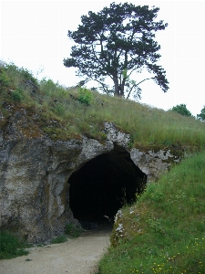 Coast tree hill cliff Photo