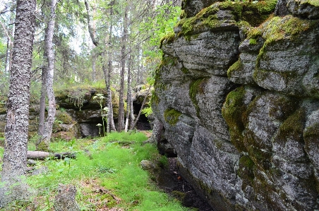 木 森 rock 荒野
 写真