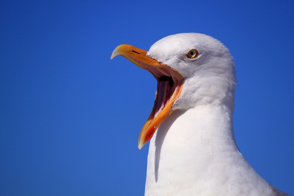 Natura uccello ala cielo