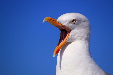 Foto Alam burung sayap langit