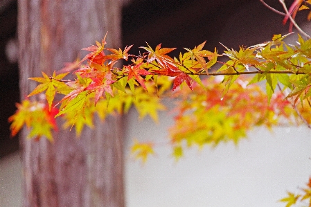 Tree branch plant sunlight Photo