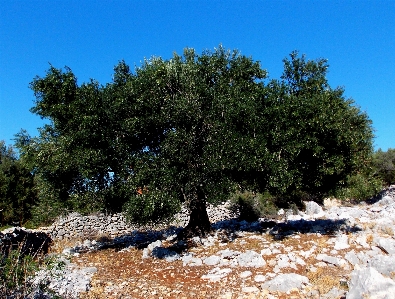 Landscape tree nature plant Photo