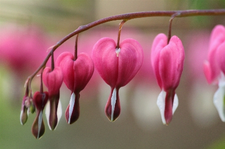 Nature blossom plant leaf Photo