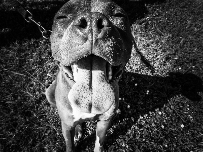 黒と白
 子犬 犬 動物 写真