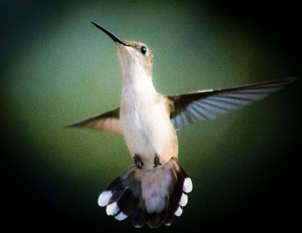 Natureza ar livre região selvagem
 pássaro