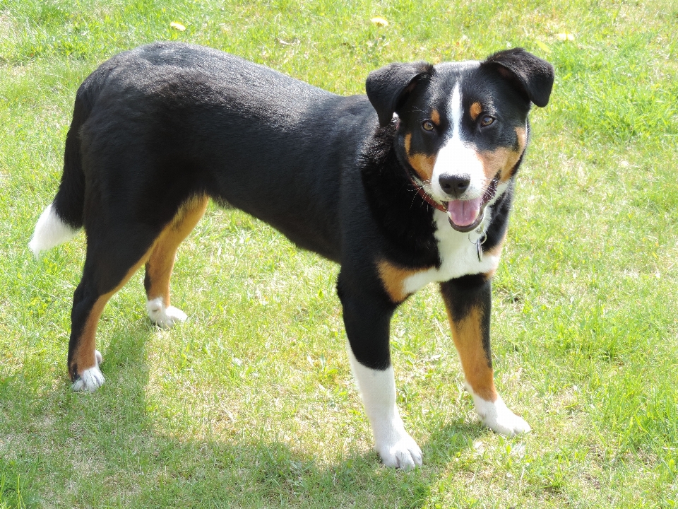 Bianco cane animale marrone