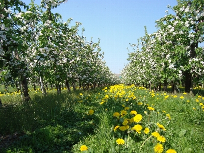 Foto Pianta campo prato
 fiore