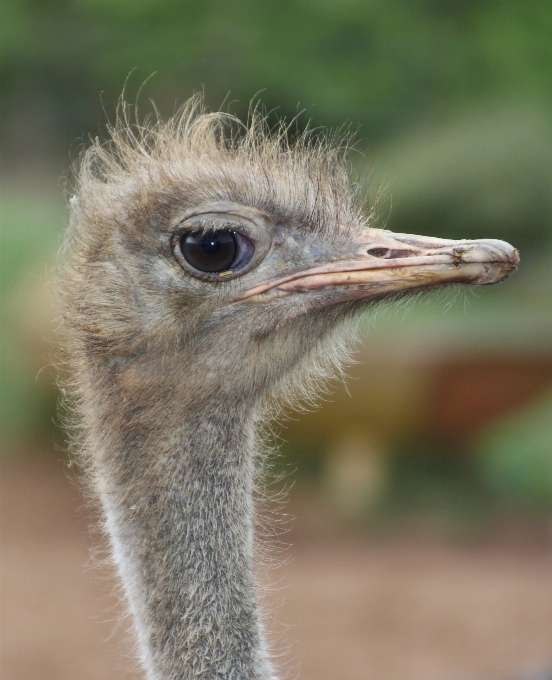 Nature bird view animal