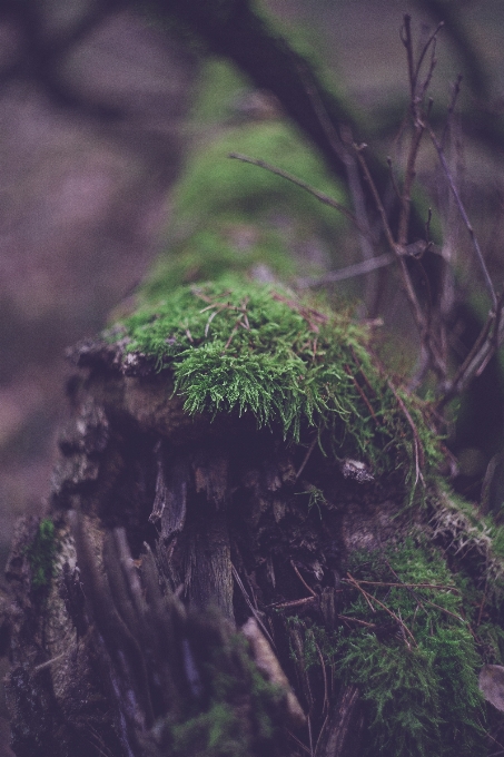 Landscape tree nature forest