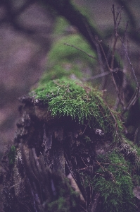 風景 木 自然 森 写真