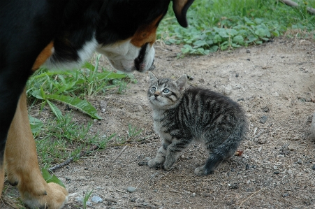 Dog young kitten cat Photo