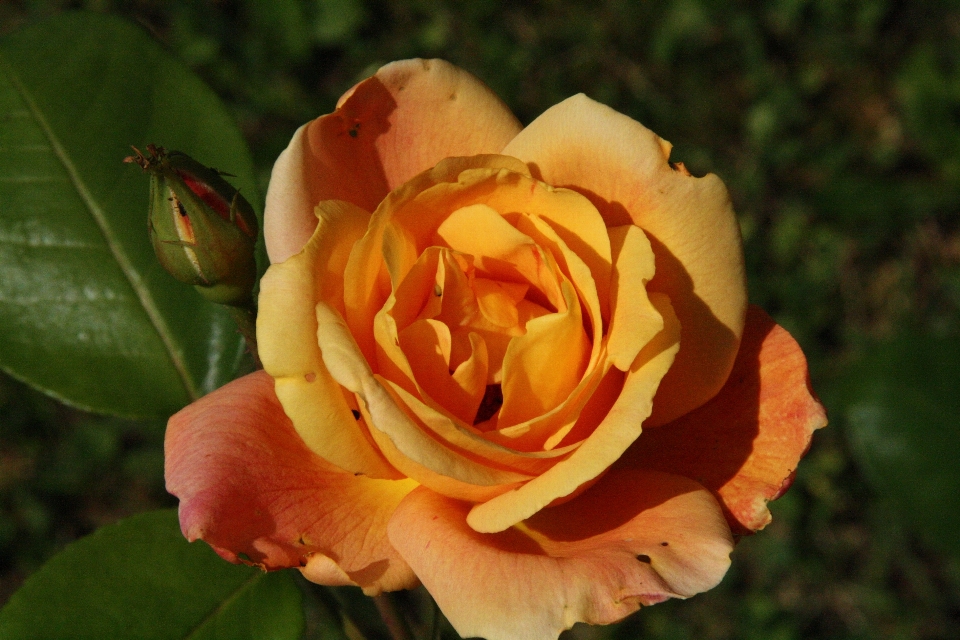 Usine fleur pétale rose