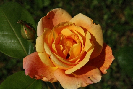 Plant flower petal rose Photo