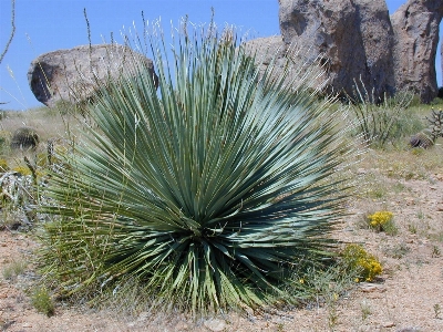 Tree grass sand rock Photo