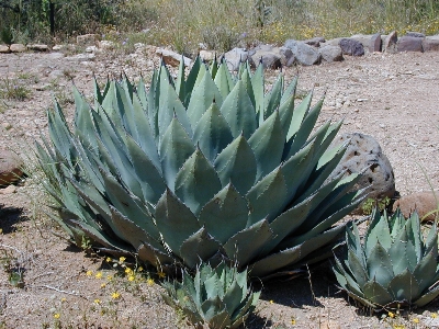 Foto Pianta fiore botanica
 aloe
