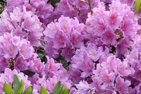 Blossom plant flower close Photo