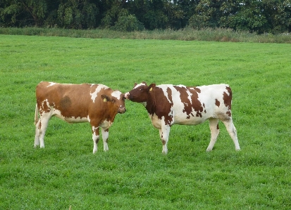 Grass field farm meadow Photo