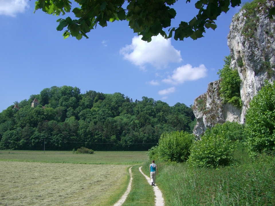 Landscape tree forest rock