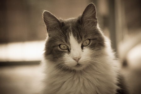 Foto Bianco e nero
 animale domestico