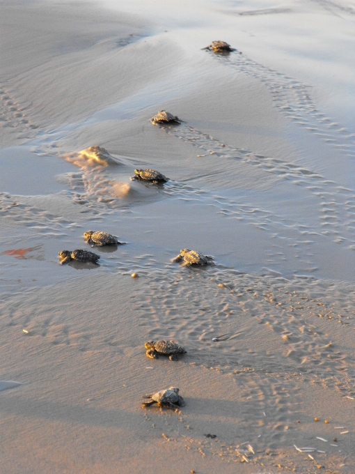 Plaża morze wybrzeże woda