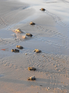 Beach sea coast water Photo