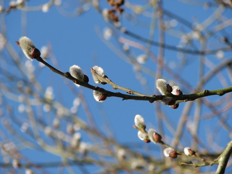 Arbre nature bifurquer fleurir