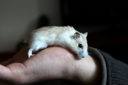 Hand mouse animal mammal Photo