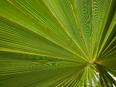 Tree nature plant sunlight Photo