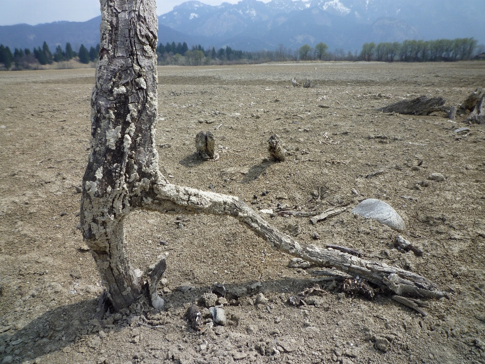 Albero natura pianta legna