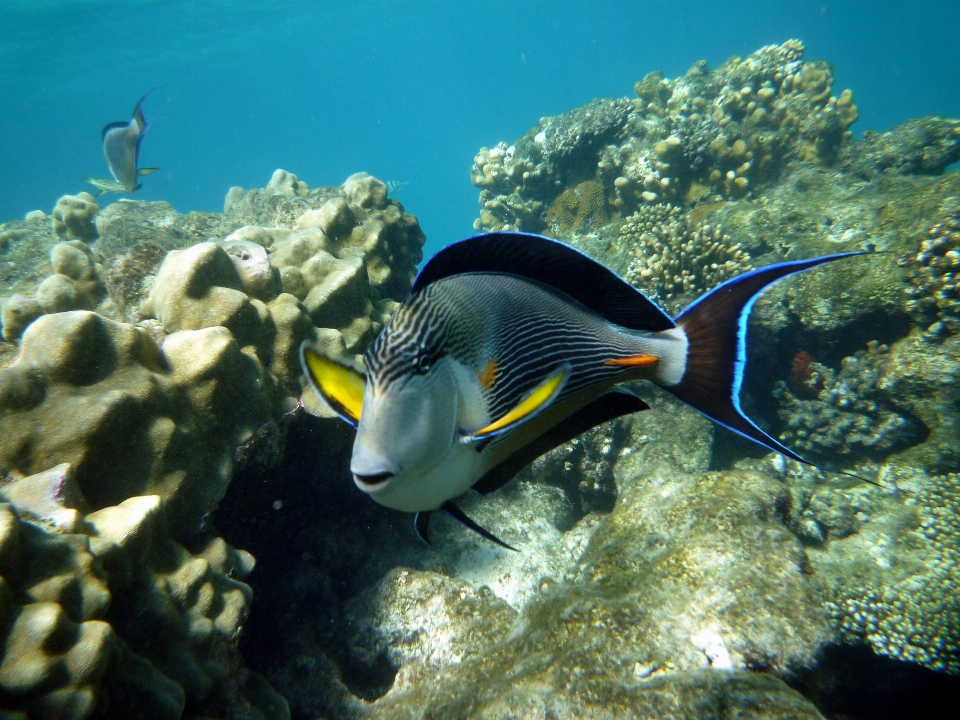 Mar mergulhando embaixo da agua biologia