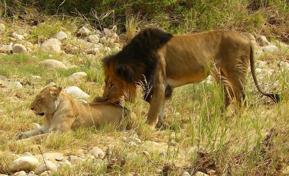 Natura selvaggia
 avventura animale