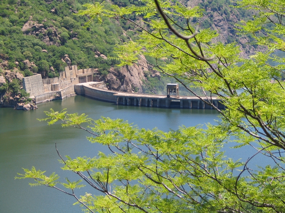 Baum wasser zweig die architektur