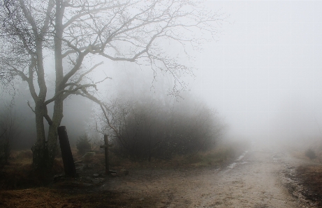 Foto Paisagem árvore natureza floresta