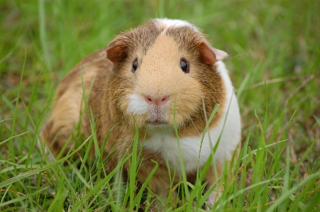 草 草原
 動物 ペット 写真