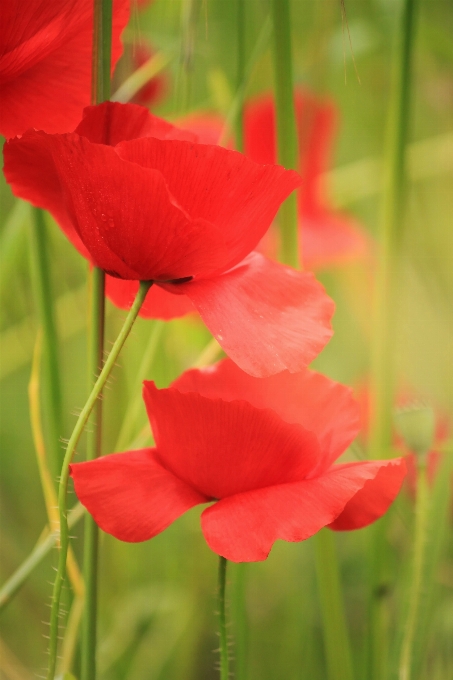 Nature blossom plant field