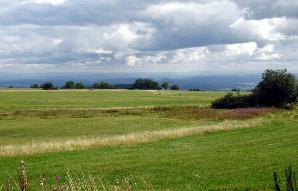 Paysage nature herbe horizon