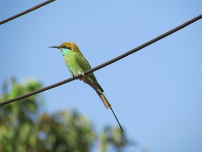 Nature branch bird wing Photo