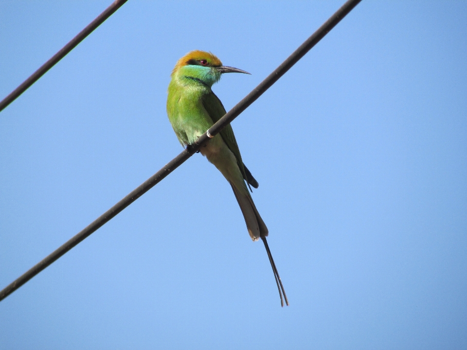 ブランチ 鳥 羽 緑