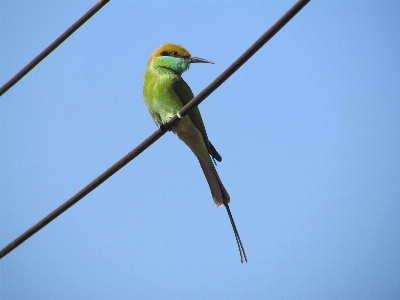 Branch bird wing green Photo