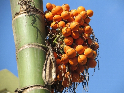 树 分支 植物 水果 照片