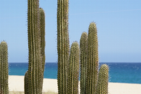 Beach sand ocean cactus Photo