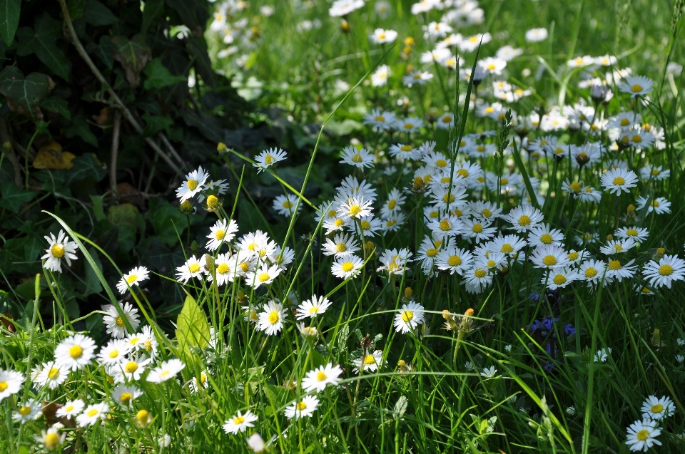 Natura erba pianta campo