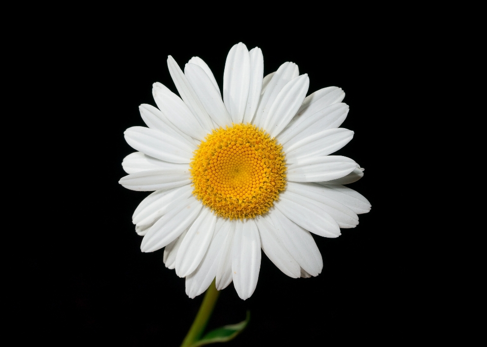 Florecer en blanco y negro
 planta